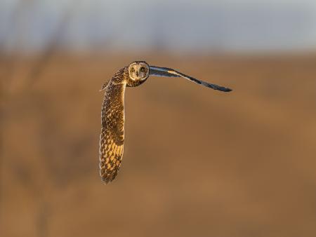 Short-eared owl in golden hour