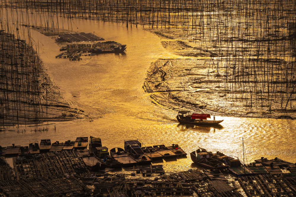 Oyster Beds von Jian Wang