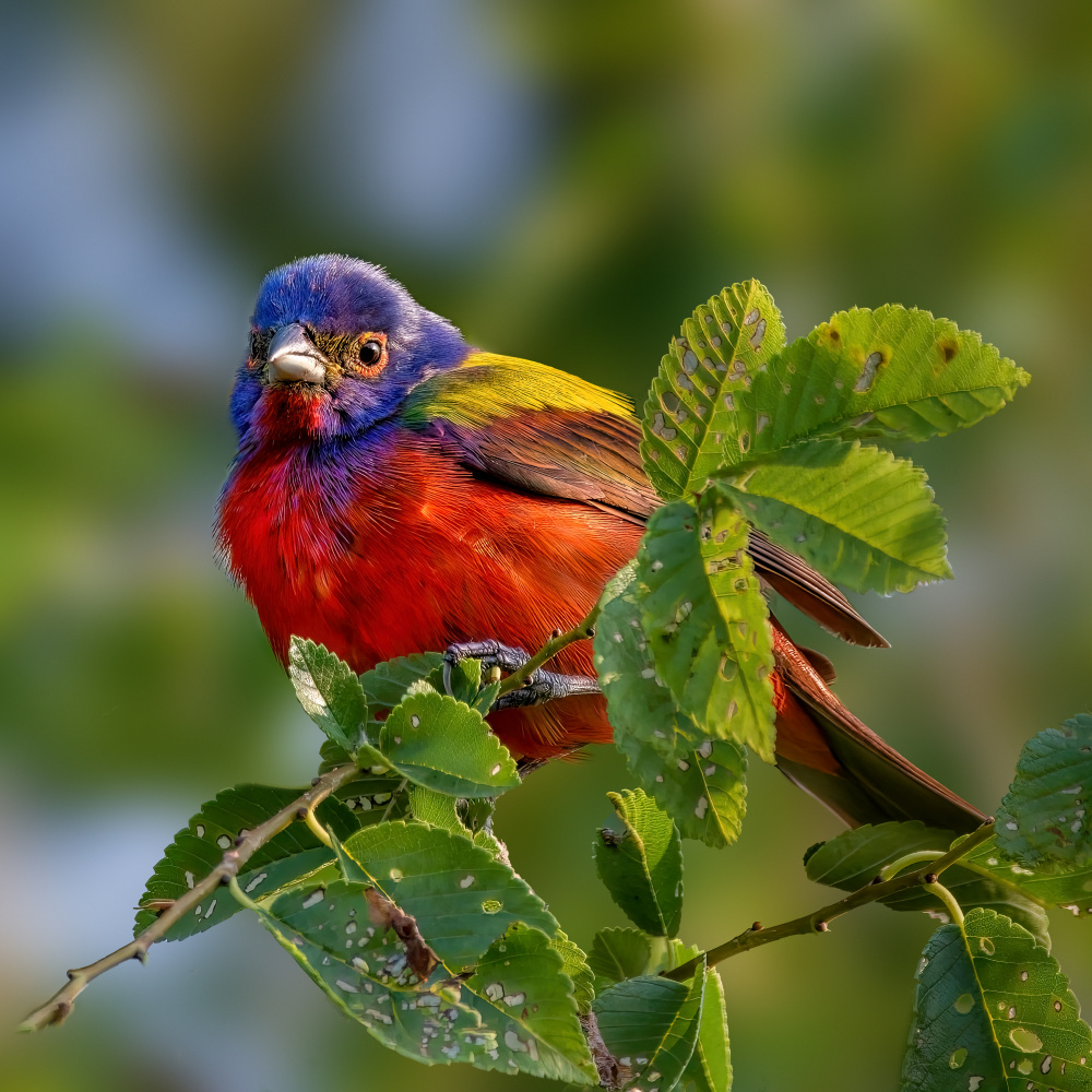 Painted bunting von Jian Xu