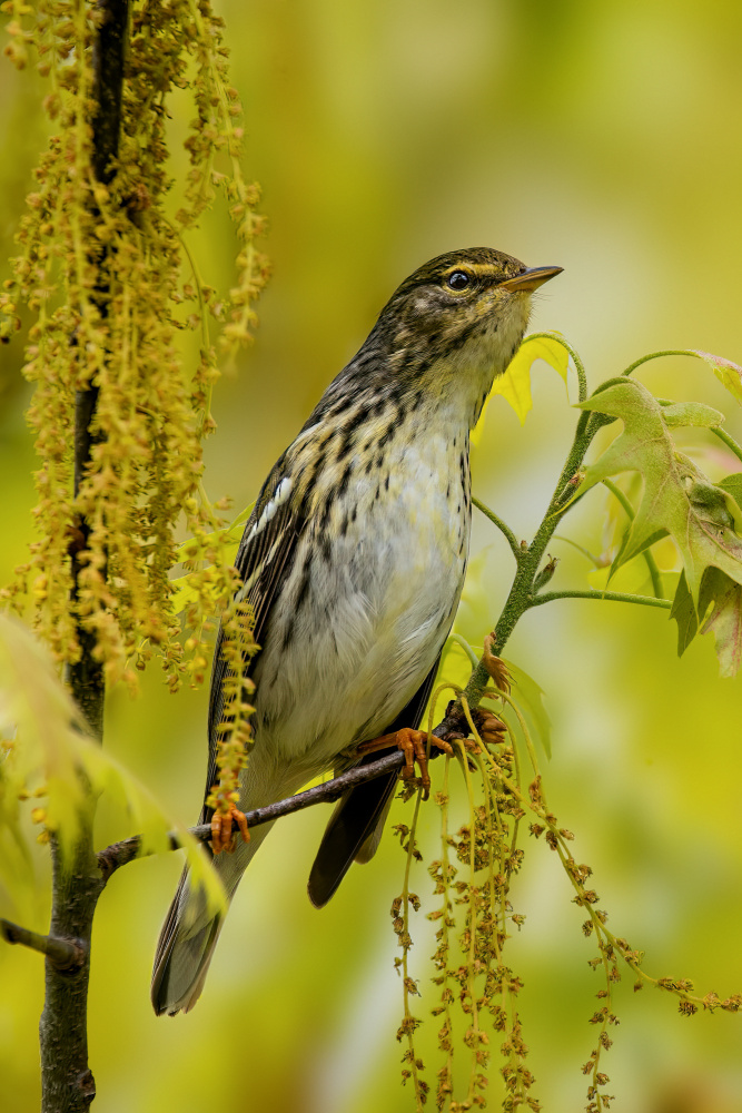 Blackpoll warbler von Jian Xu