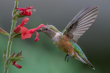 Broad tailed hummingbird