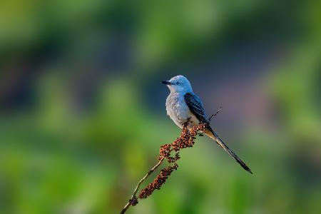 SCISSOR TAILED FLYCATCHER