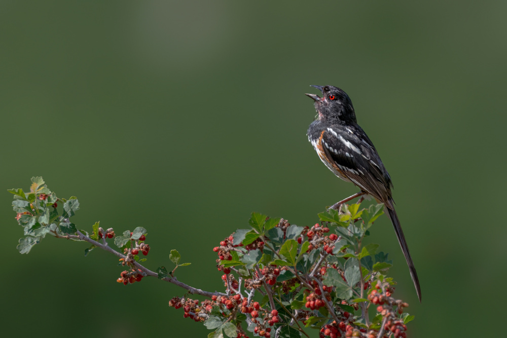 Spotted towhee von Jian Xu