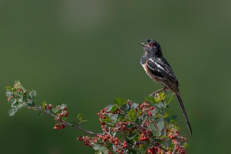 Spotted towhee