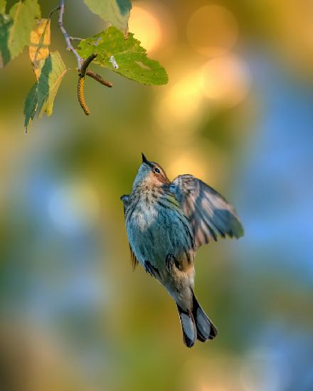 Yellow rumped warbler