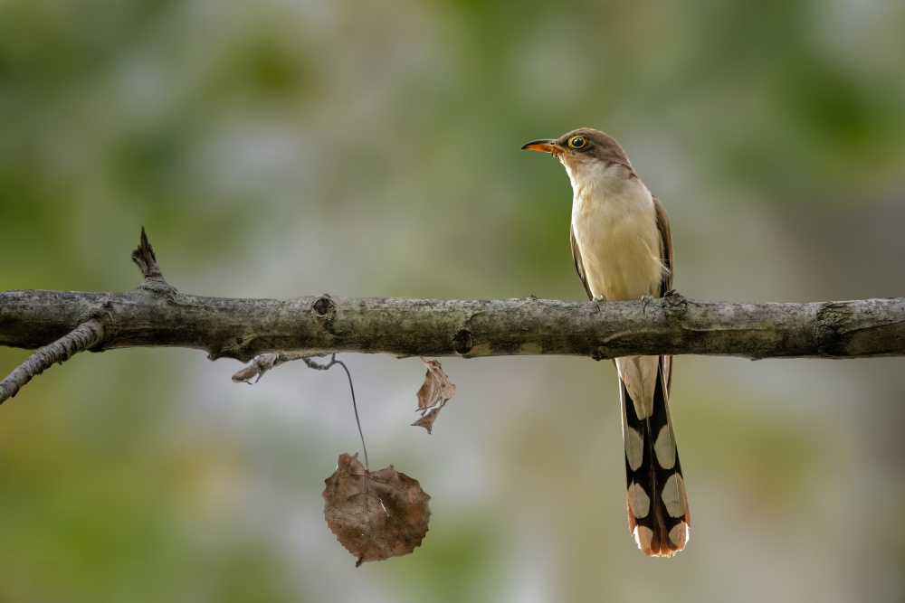 Yellow billed cuckoo von Jian Xu