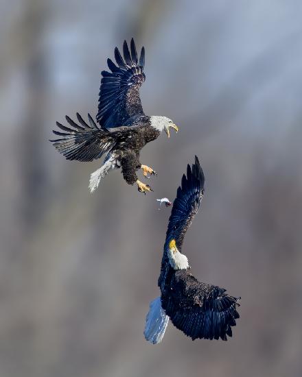 Snatching Opportunity