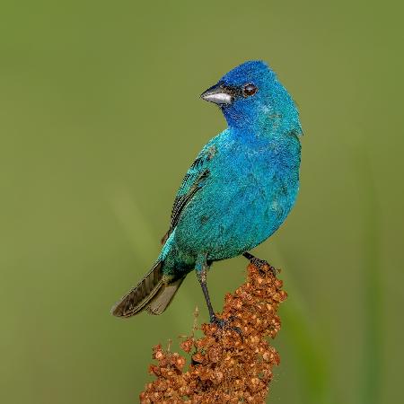 Indigo bunting
