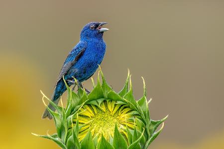 Indigo bunting and sunflower