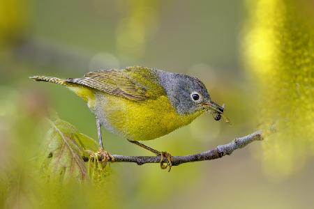 Nashville warbler