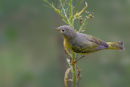 Nashville warbler