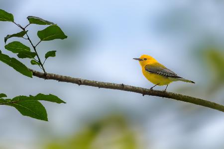 Prothonotary warbler