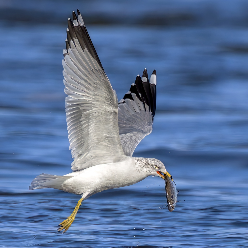 Ring billed gull von Jian Xu