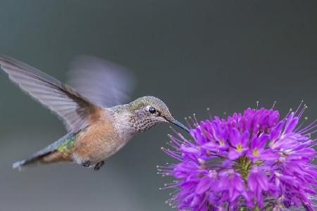 rufous hummingbird
