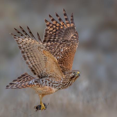 Red shouldered hawk hunting