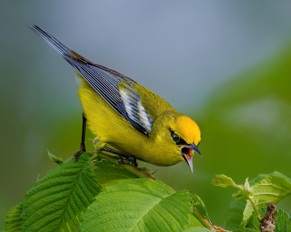 Never argue with me! von Jian Xu