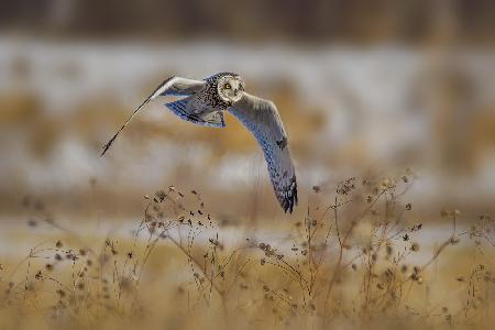 Short eared owl