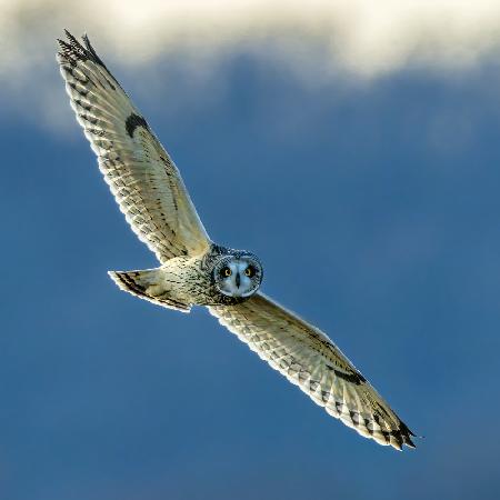 Short eared owl