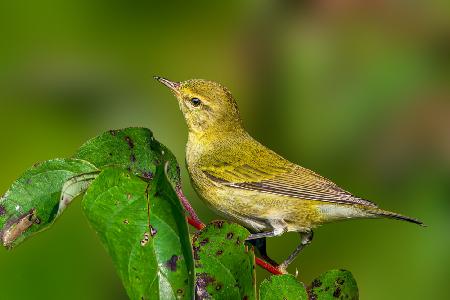 Tennessee warbler