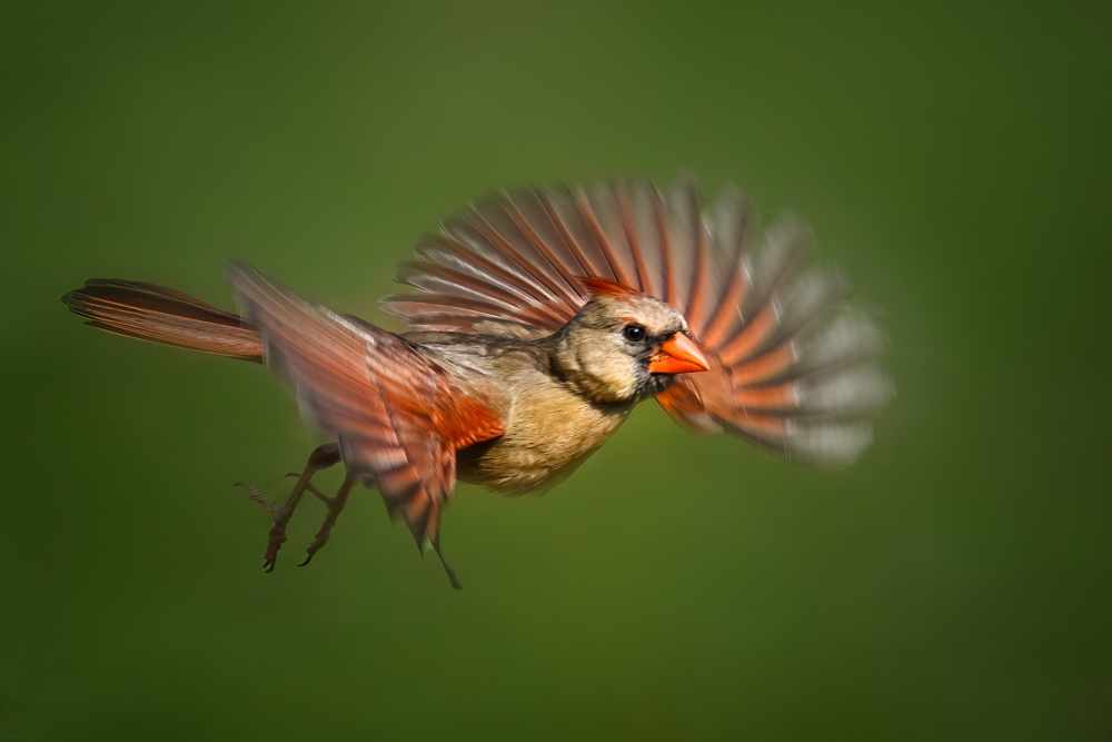 Cardinal in Flight von Jianping Yang