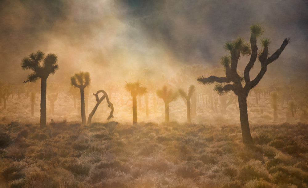 Enchanted Forest von Jianping Yang