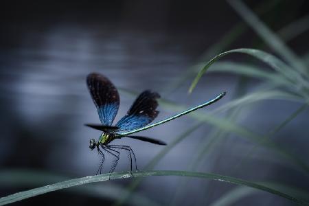 dragonfly