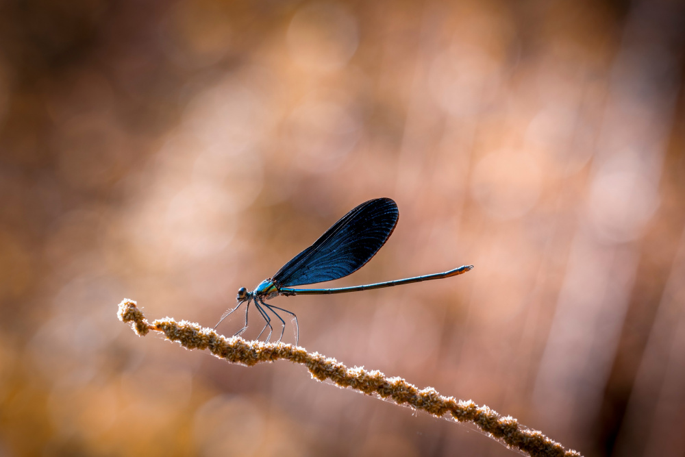 dragonfly von Jianwen