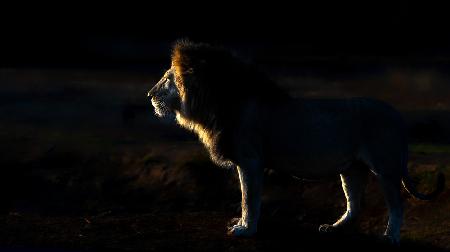 The King in the  very early  morning