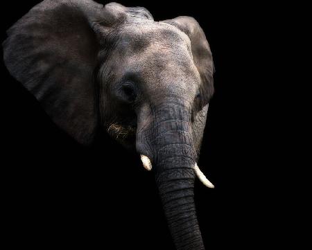 Elephant eating snacks