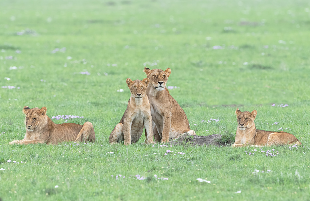 Spring in Massai von Jie Fischer