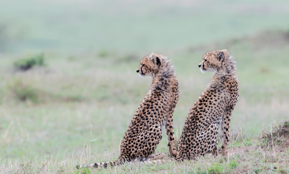 Cheetah brothers von Jie Fischer