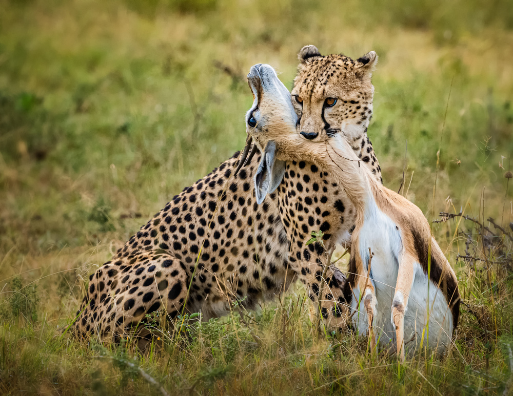 Cheetah hunting von Jie Fischer