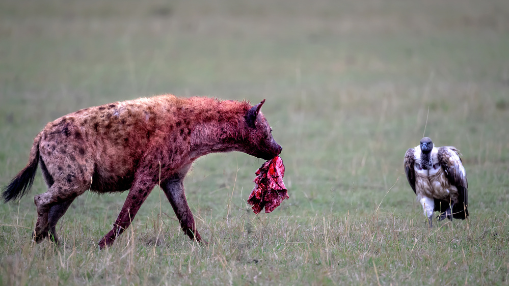 Hyaenidae von Jie Fischer