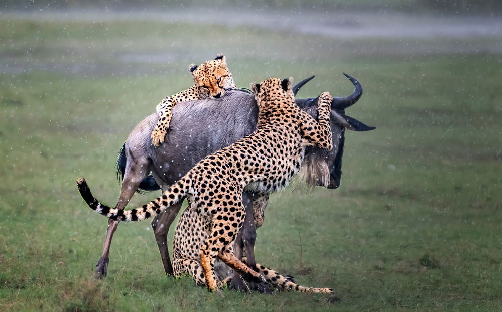 Fighting von Jie Fischer