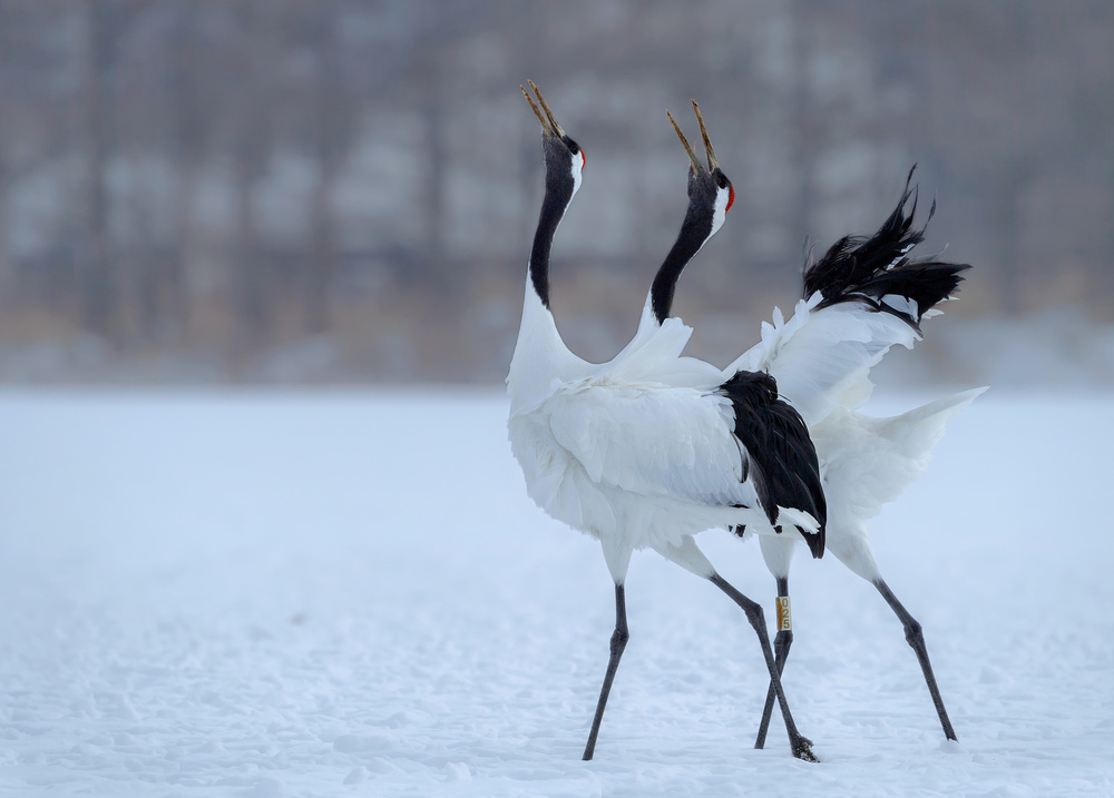 Red -crowned Crane singing  together von Jie Fischer