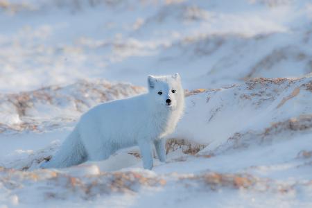 Arctic fox