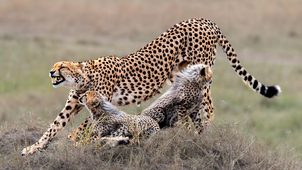 Cheetah family rest  time von Jie Fischer