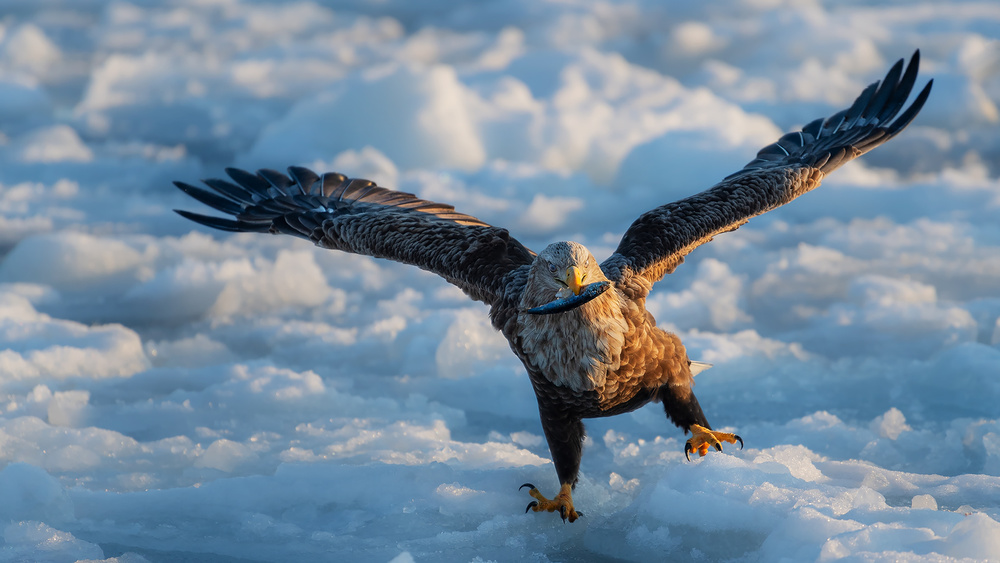 Tailed Sea Eagle von Jie Fischer