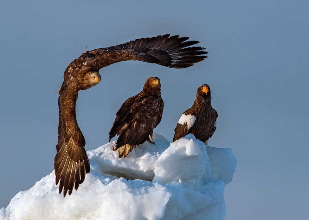 Sea Eagle ! von Jie Fischer