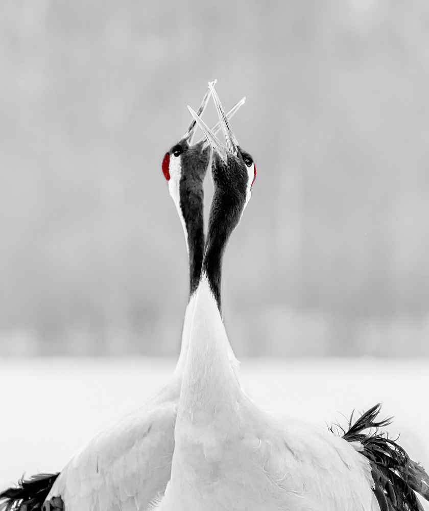 sing for morning von Jie Fischer