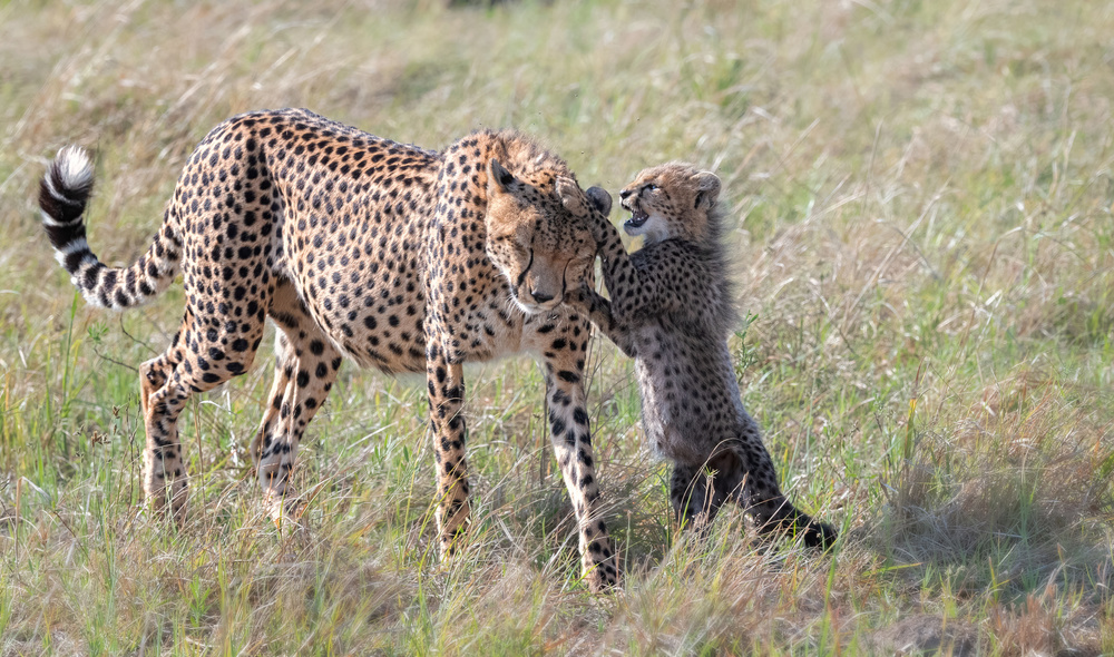 Play with Mom von Jie Fischer