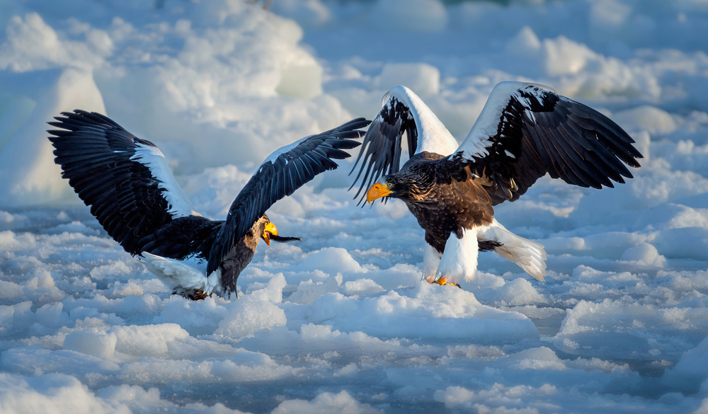 Stellar  sea  Eagle von Jie Fischer