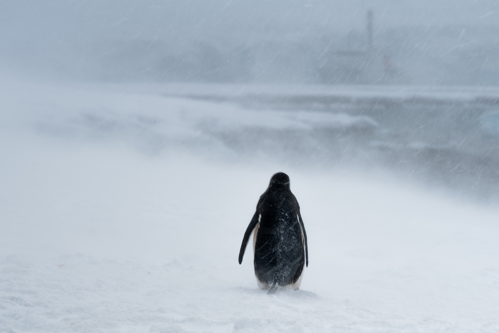 good - bye von Jie Fischer