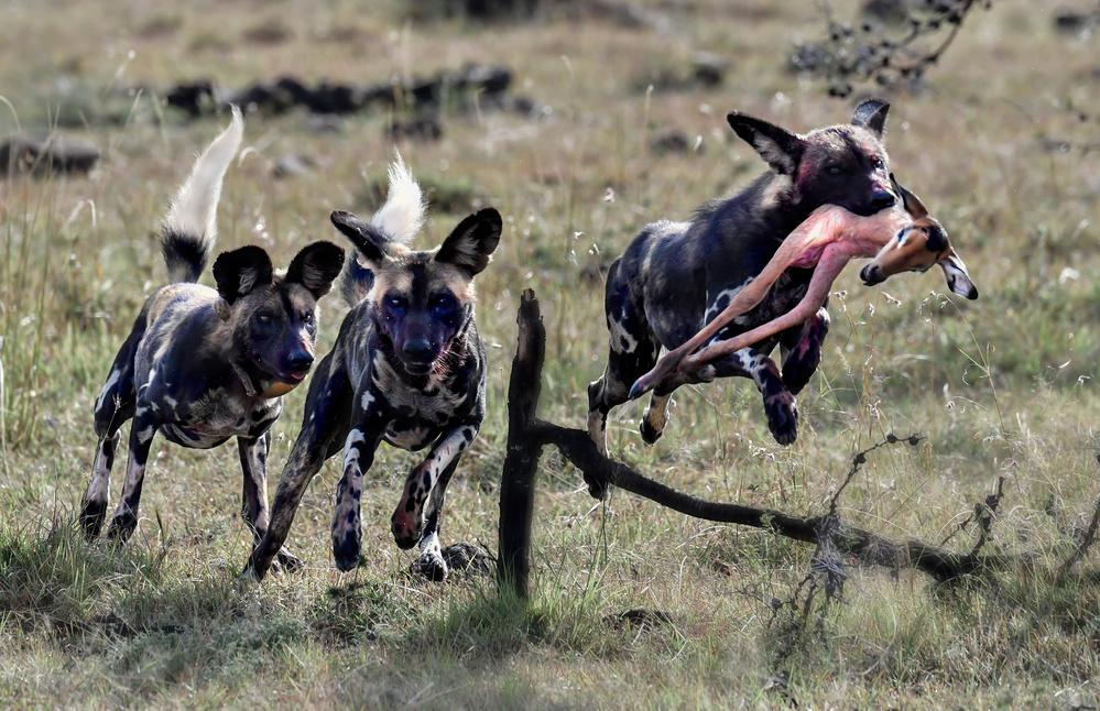 Competition of wild dogs von Jie Fischer
