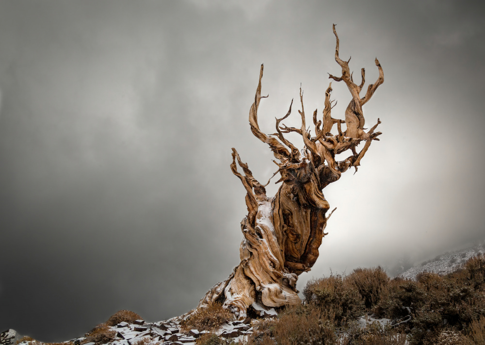 Song of Life von Jie Jin