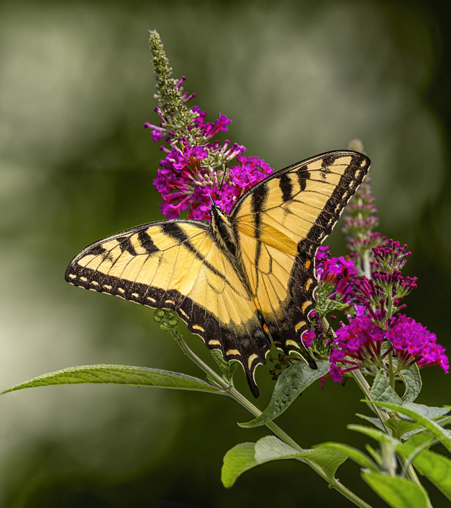 Middle of summer von Jie Jin