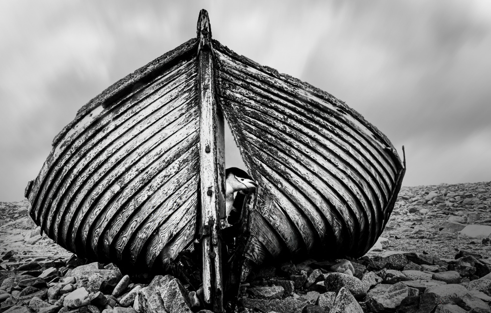 "Peekaboo" von Jie Jin