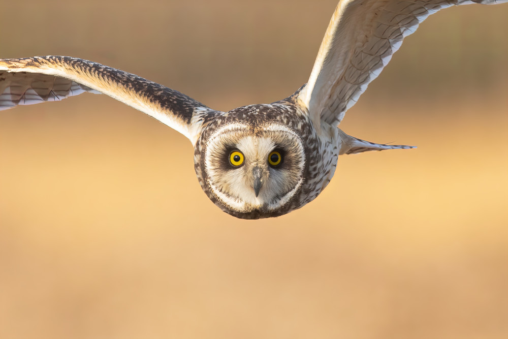 Especially close-up of Owl flight （front） von Jie Jin