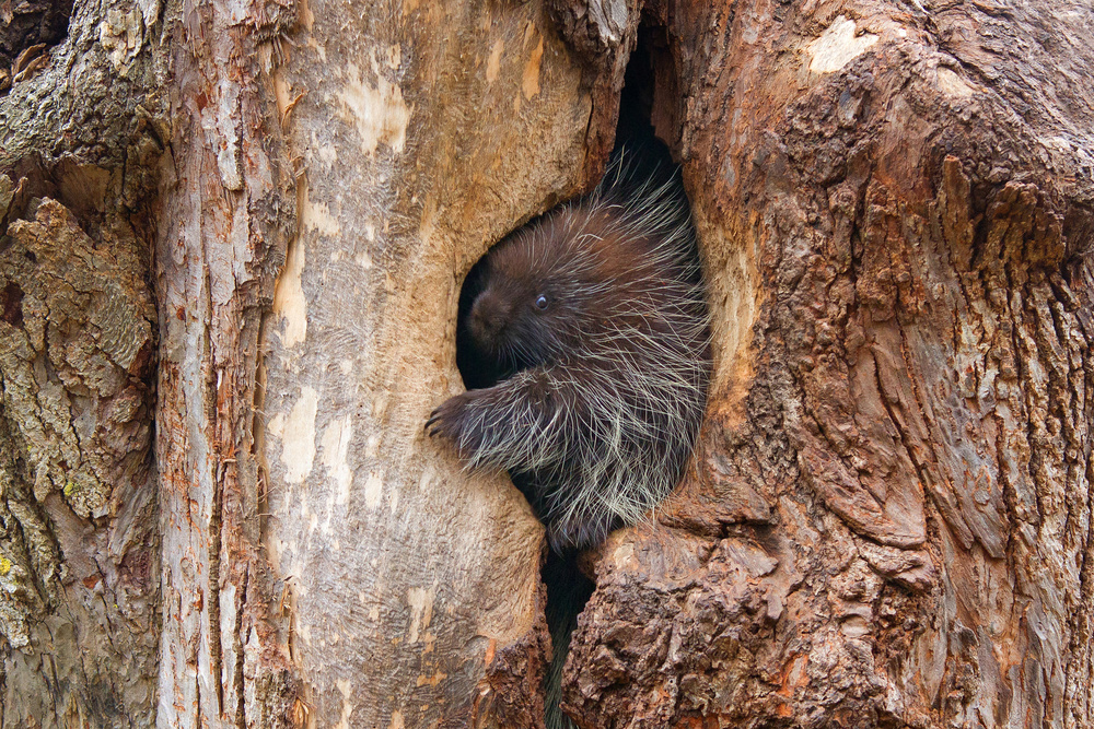 Baby porcupine in tree von Jim Cumming