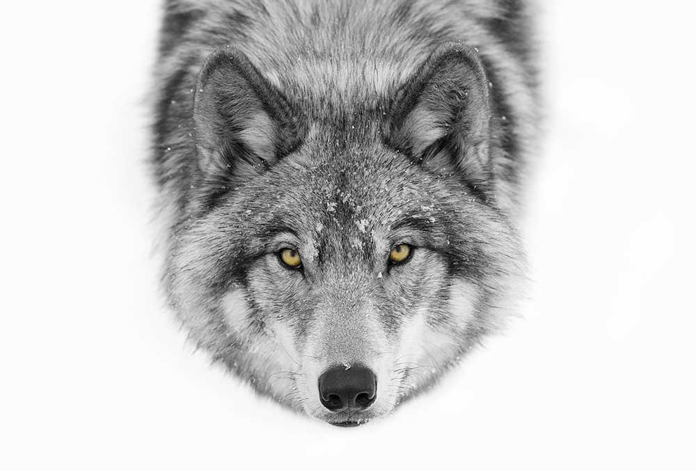 Gelbe Augen - Timber Wolf von Jim Cumming